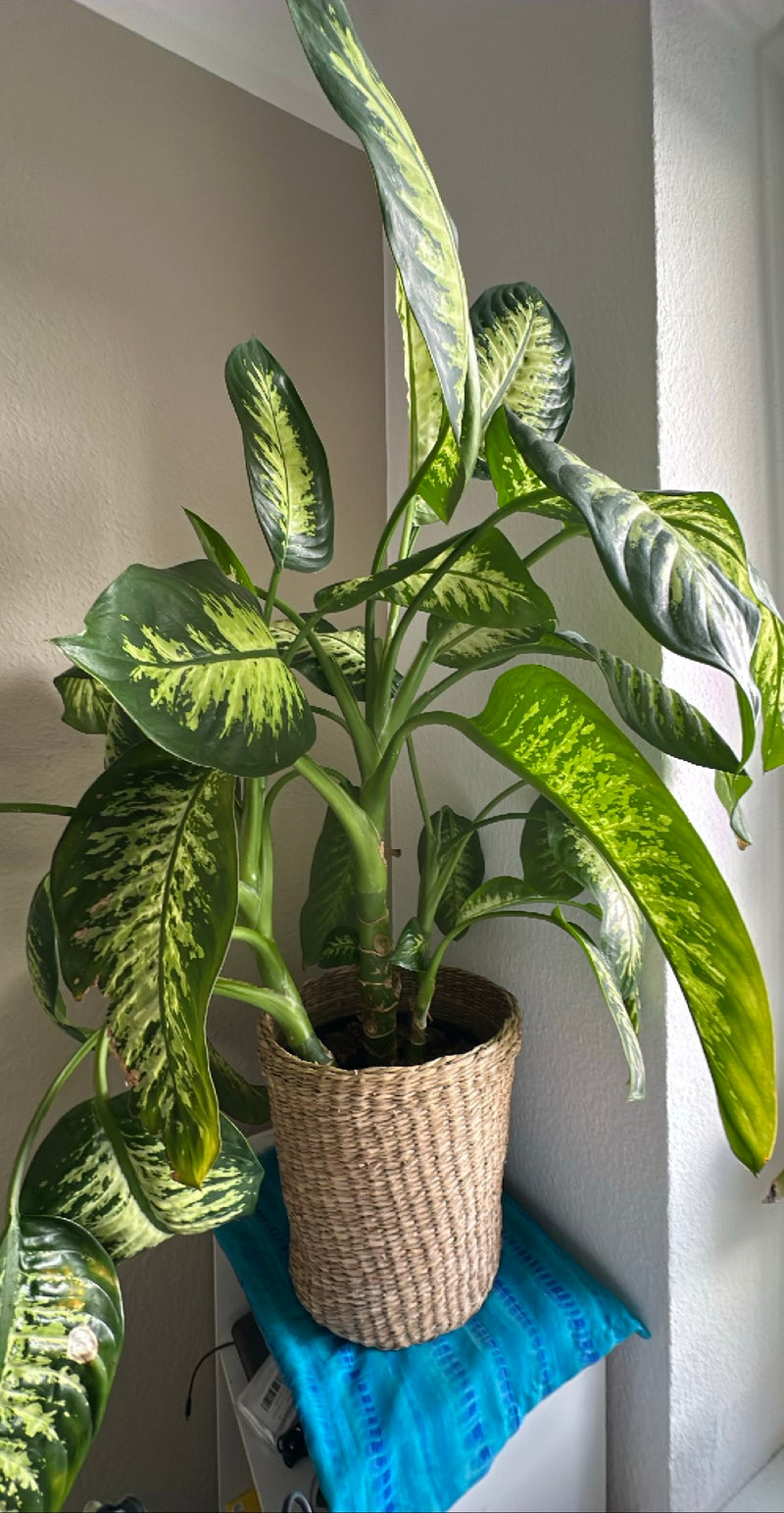 Dieffenbachia — Bild 1