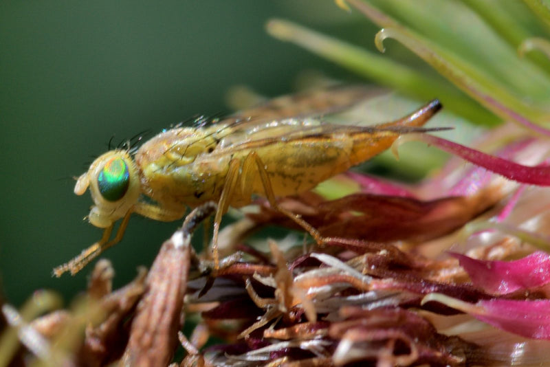 Mouche de chardon — Bild 1