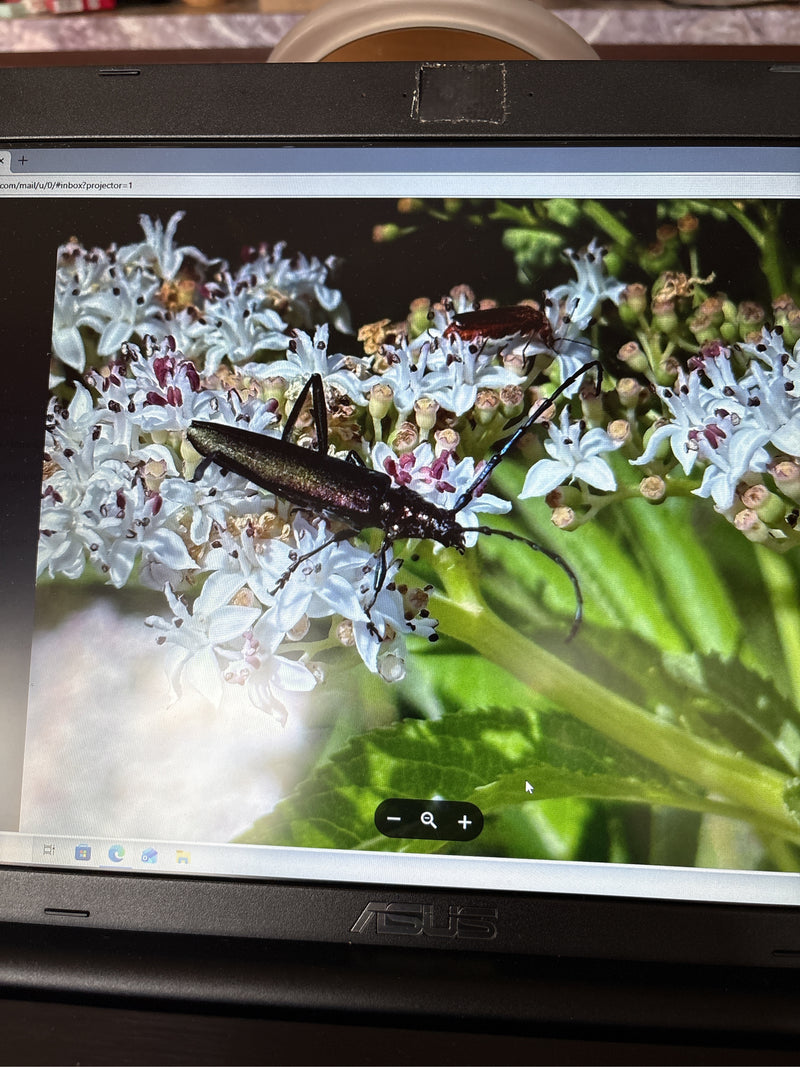 L'image montre une agapanthie bulbeuse posée sur une ombelle de fleurs blanches. Ses longues antennes et son corps sombre et allongé sont clairement visibles.
