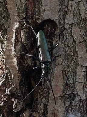 Un agapanthie bulbeuse se repose sur une écorce d'arbre rugueuse. Ses longues antennes et sa forme corporelle sont bien visibles.