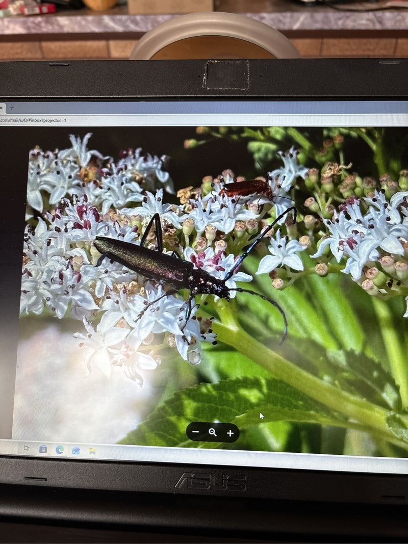 Un agapanthie boutonneuse est posé sur une ombelloptère à petites fleurs blanches. De longues antennes et la coloration sombre sont bien visibles.