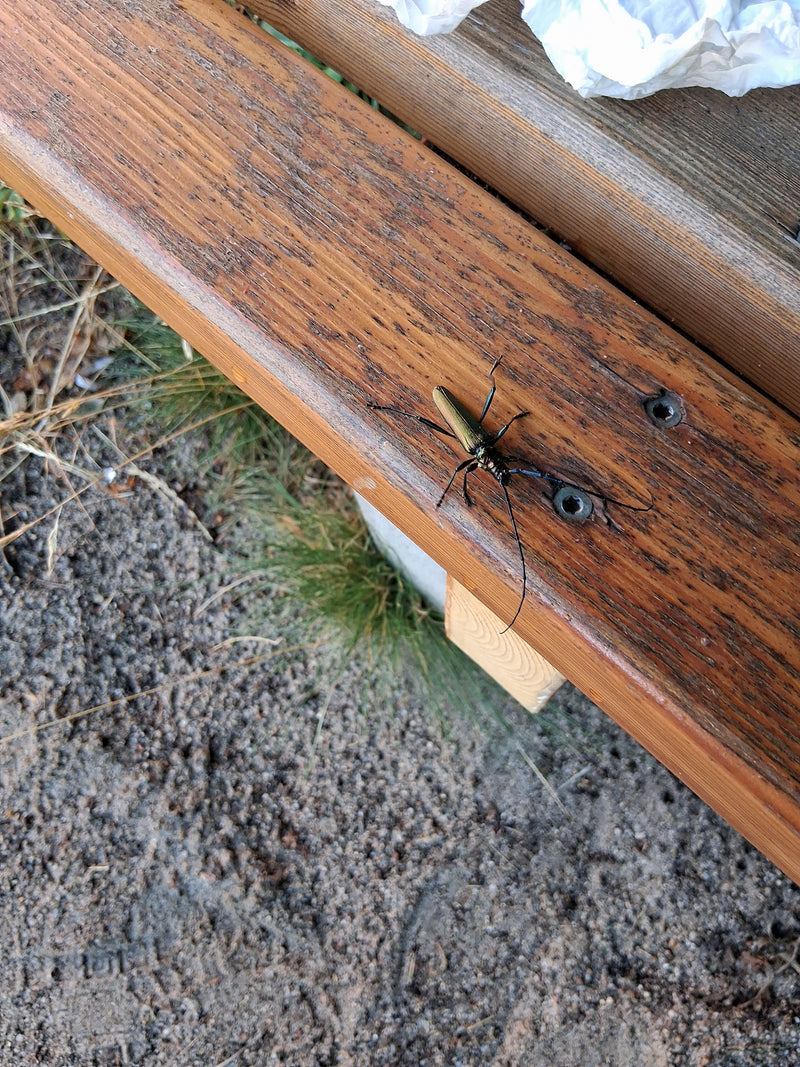 L'image montre une agapanthie bulbeuse posée sur un banc en bois. Les longues antennes et la coloration typique de l'insecte sont bien visibles.