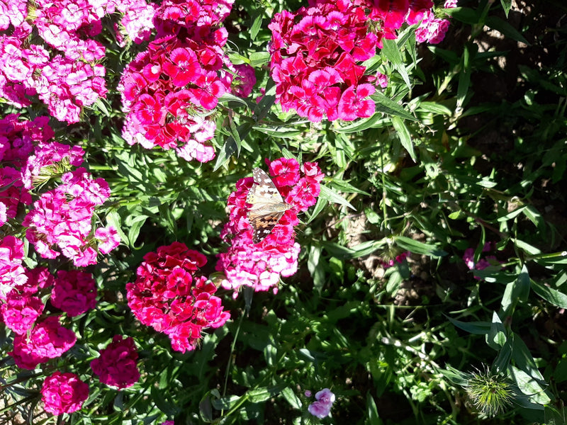 Belle Dame — Bild 2