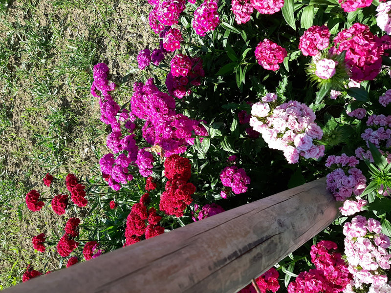 Belle Dame — Bild 1
