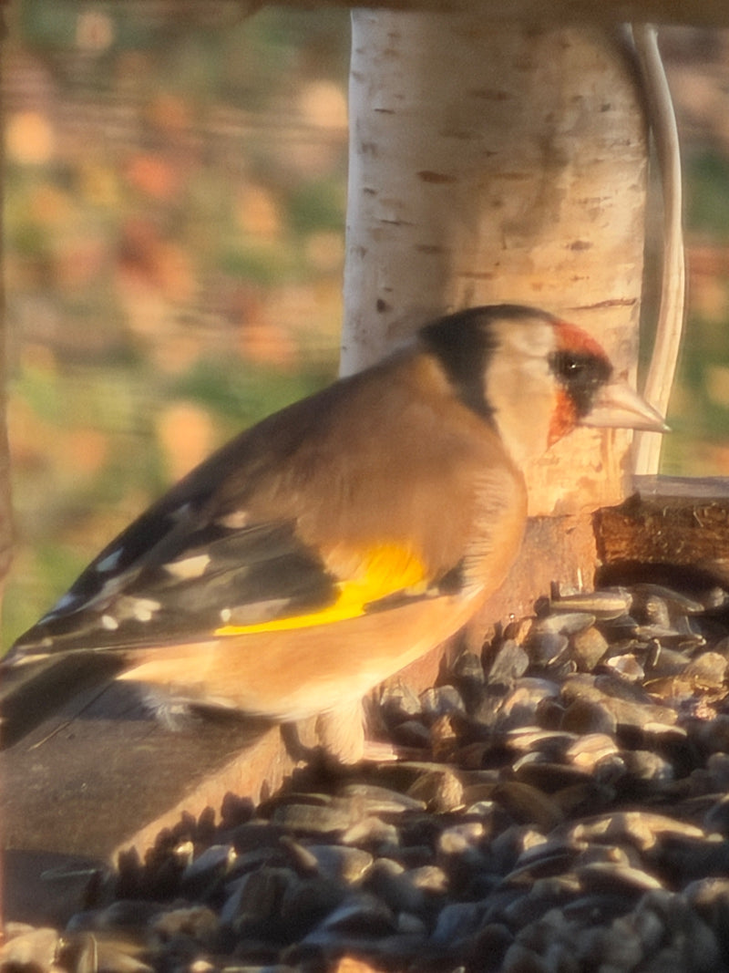 Un chardonneret élégant est posé sur une mangeoire près d'un tronc de bouleau, se nourrissant de graines de tournesol.