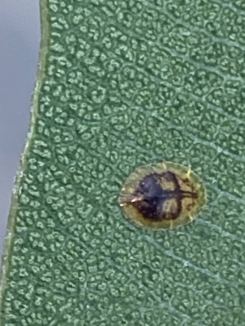 Coléoptère de la tortue chardon — Bild 1