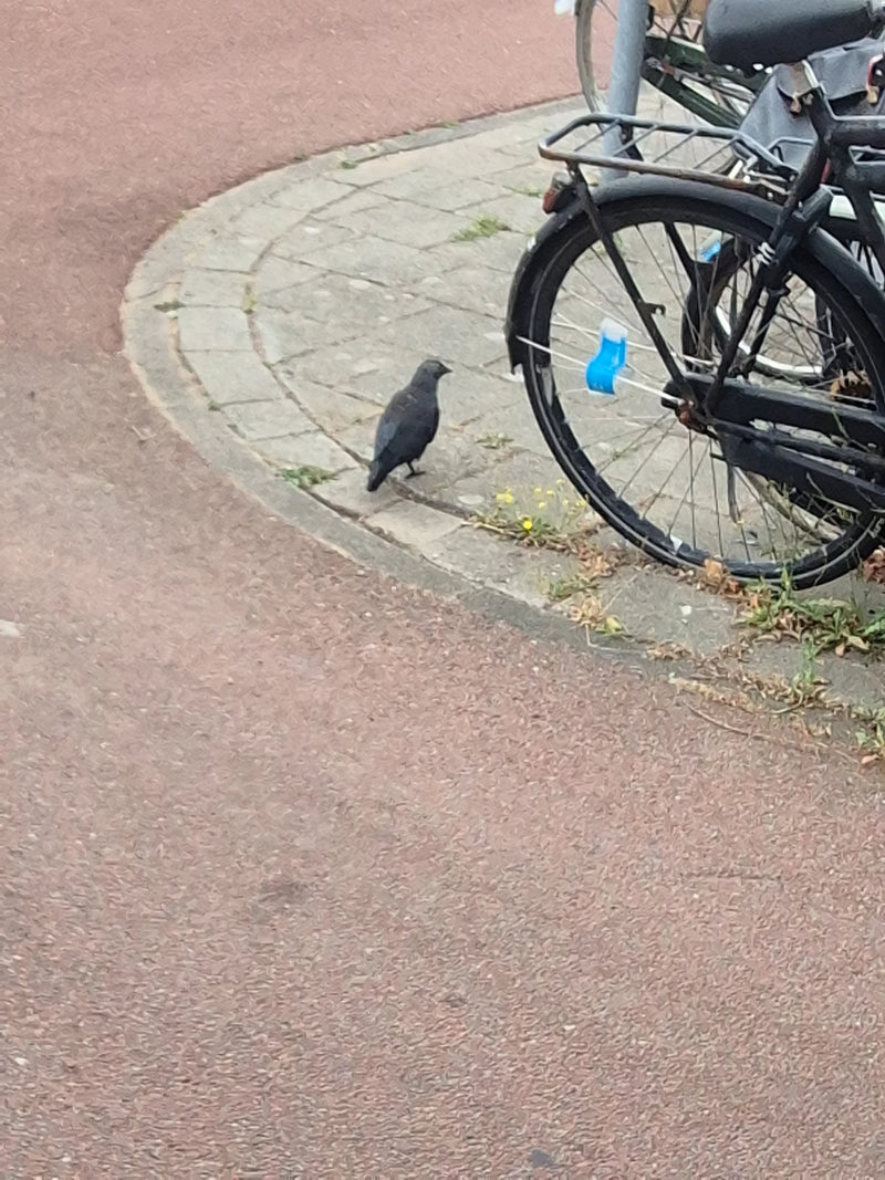 Un choucas des tours se tient sur le sol pavé au bord d'une rue. Une partie d'un vélo est visible à côté de l'oiseau.