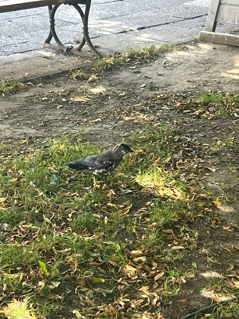 Un choucas des tours marche sur un sol recouvert de terre, d'herbe et de feuilles mortes. Une partie d'un banc de parc est visible à l'arrière-plan.