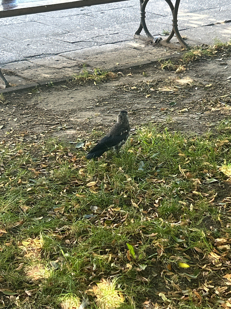 Un choucas des tours se tient sur le sol avec de l'herbe et des feuilles éparpillées. On le voit de dos.