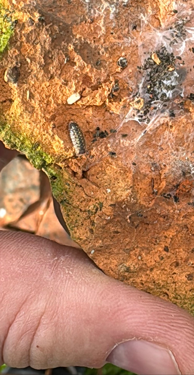 Hochet palpeur d'épines — Bild 1