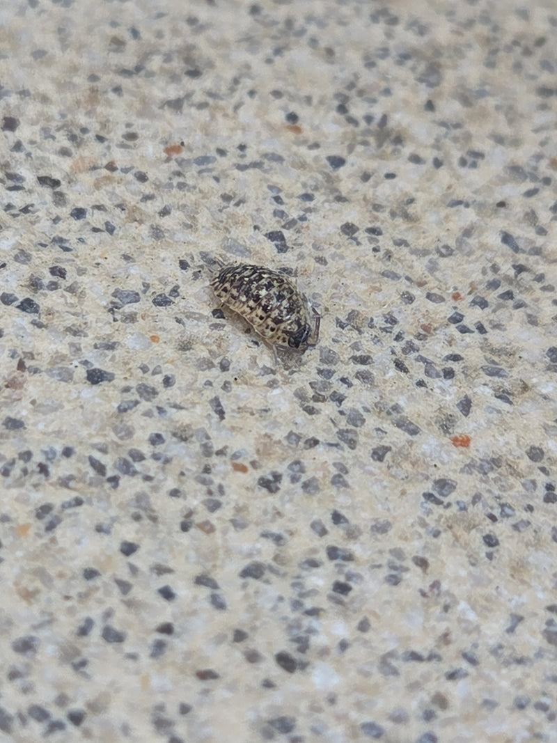 Un cloporte raye est assis sur un sol en pierre claire et texturee. Le motif typique de l'animal est bien visible.