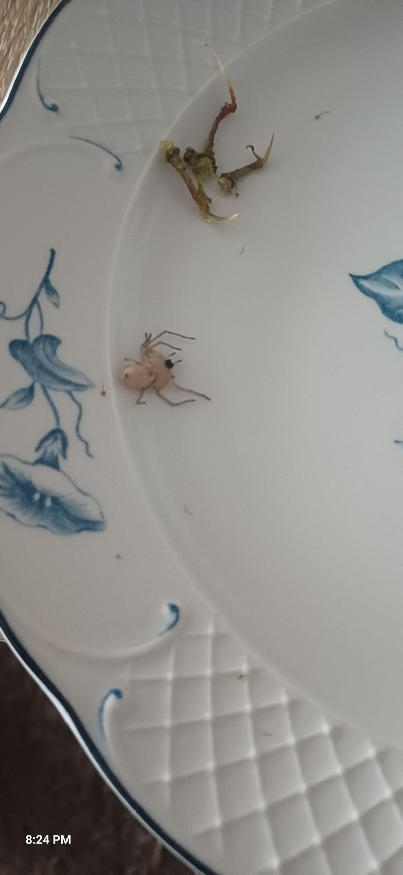 Araignées à doigts épineux — Bild 1