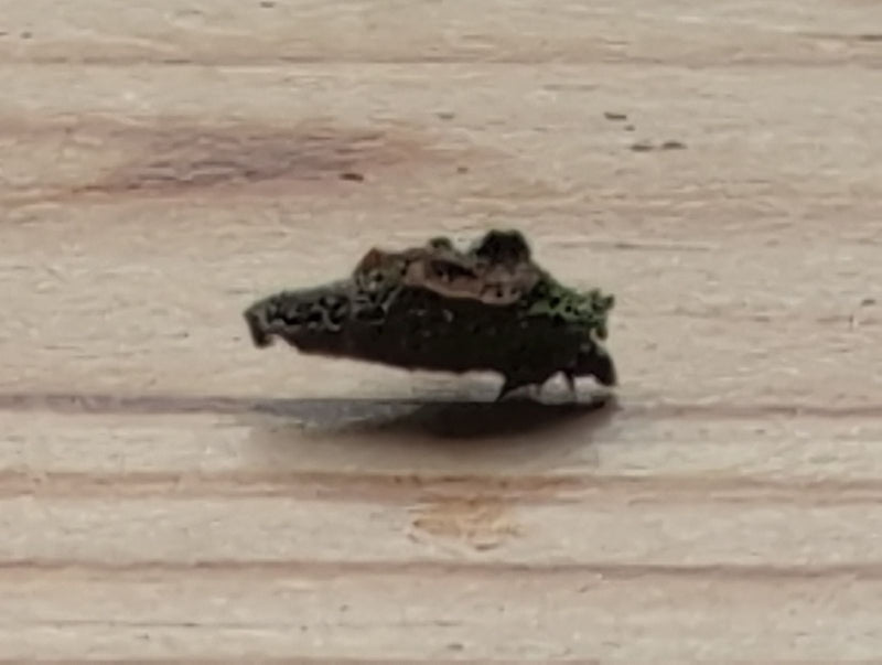 cicadelle épineuse — Bild 1