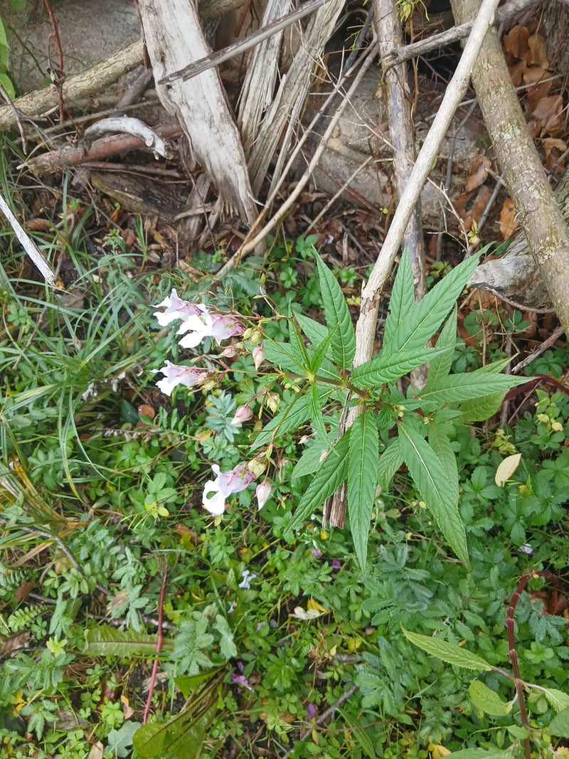 On aperçoit une balsamine géante en fleurs, avec ses fleurs roses et ses feuilles caractéristiques sur le sol forestier.
