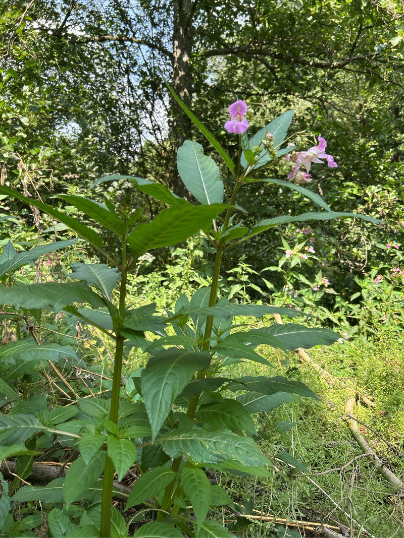 La balsamine de l'Himalaya pousse avec des feuilles vertes et des fleurs roses frappantes dans un environnement naturel. La plante se dresse au premier plan ...
