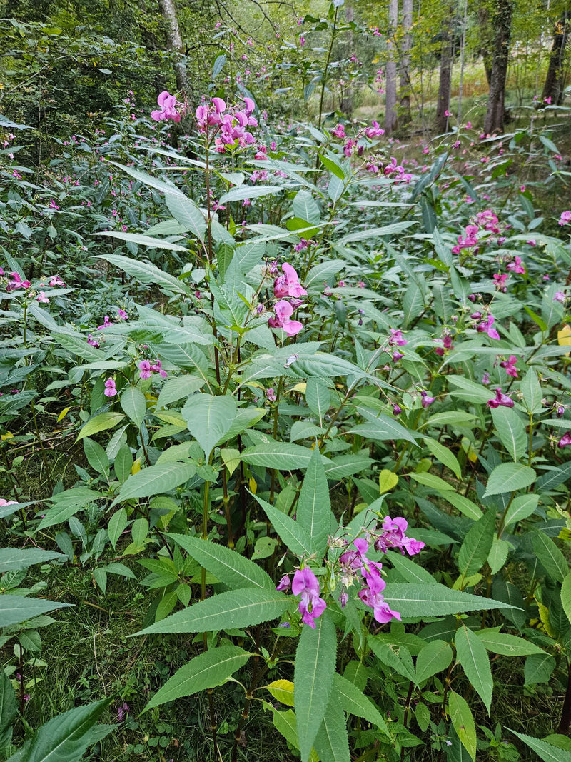 On peut voir un peuplement de balsamine de l'Himalaya avec des fleurs roses caractéristiques et des feuilles dentées. Les plantes se trouvent dans un habitat...