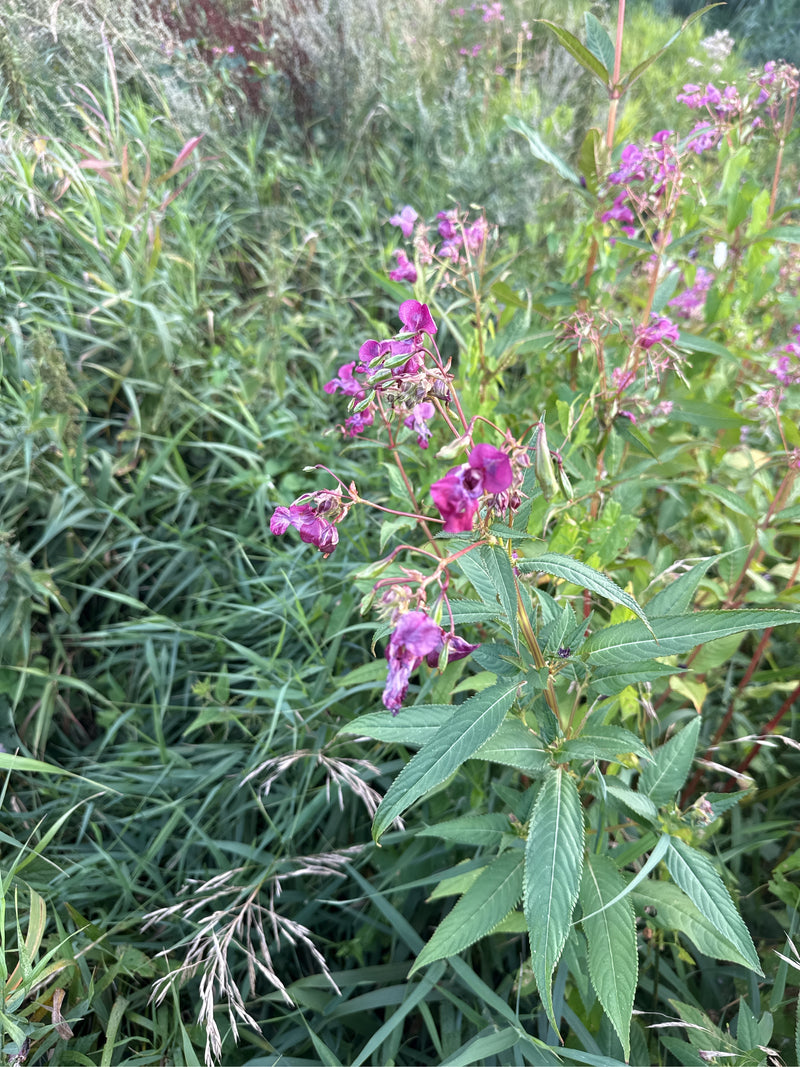 L'image montre des plantes de balsamine de l'Himalaya en fleurs avec des fleurs roses caractéristiques dans un paysage de prairie. Les feuilles dentelées typ...