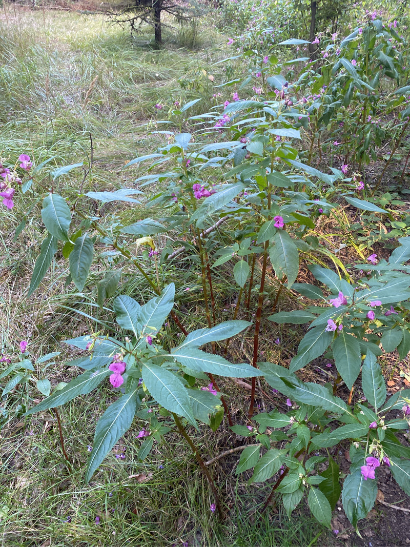 Plusieurs plants de balsamine de l'Himalaya en fleurs poussent sur une zone herbeuse en lisière de forêt.