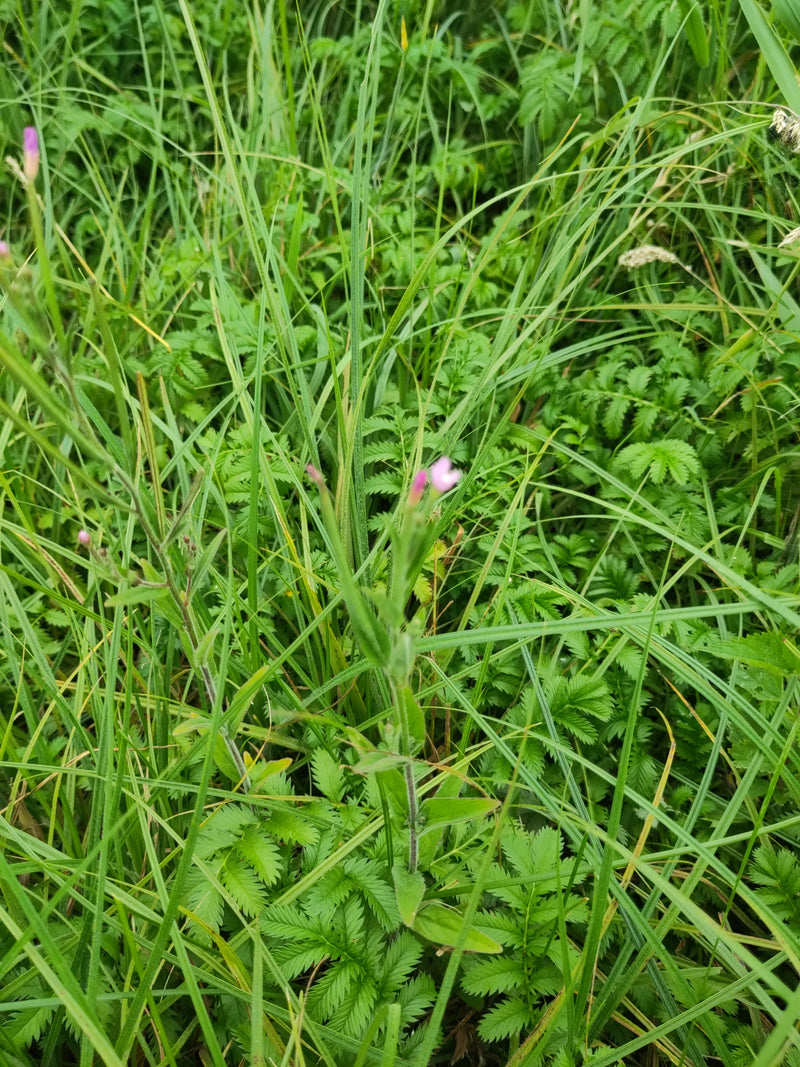 L'image montre une épilobe ciliée avec de petites fleurs roses poussant au milieu de hautes herbes et de végétation de prairie.