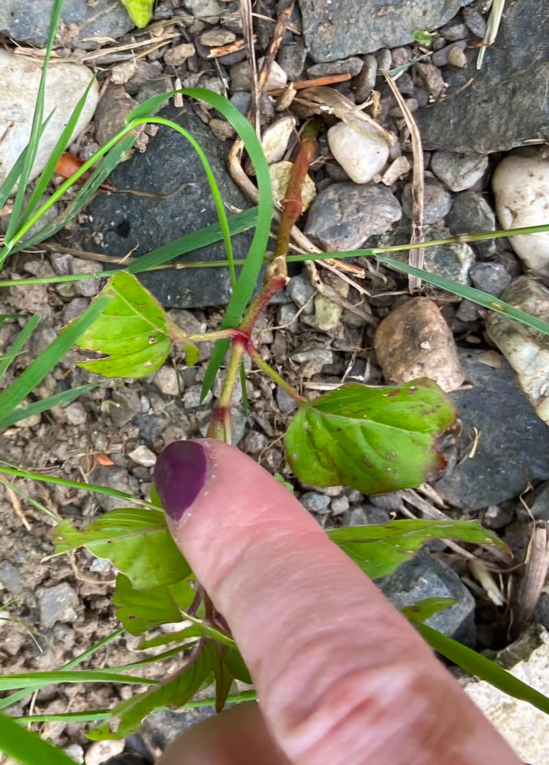 L'image montre une plante d'épilobe cilié poussant sur un sol pierreux. Un doigt pointe vers les tiges et les feuilles caractéristiques.