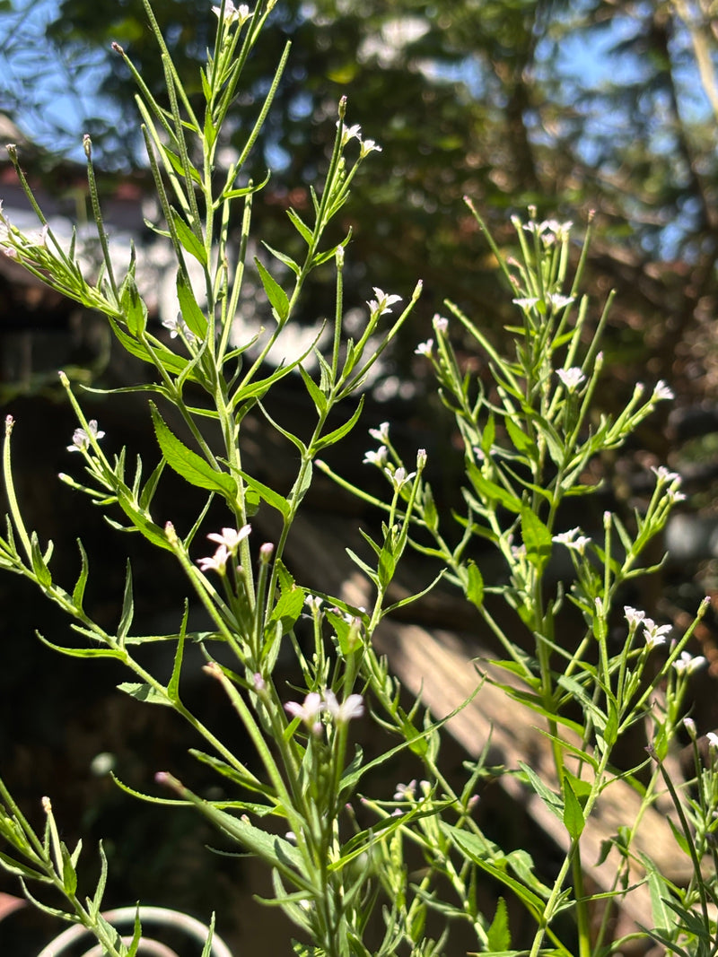 On aperçoit une plante élancée aux feuilles vertes et aux petites fleurs claires sous le soleil.