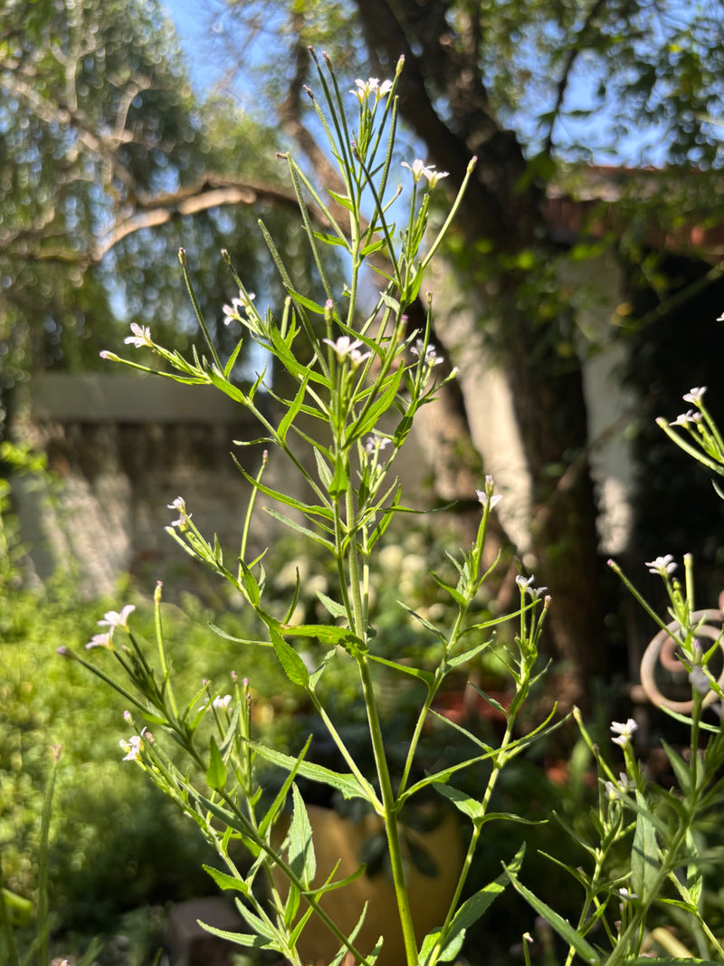 L'image montre une plante dressée d'épilobe cilié avec des feuilles étroites et de petites fleurs pâles. La photo a été prise à l'extérieur sur un fond flou.
