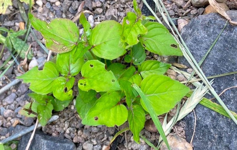 On aperçoit une jeune plante d'épilobe cilié aux feuilles vertes. Elle pousse sur un sol de gravier.