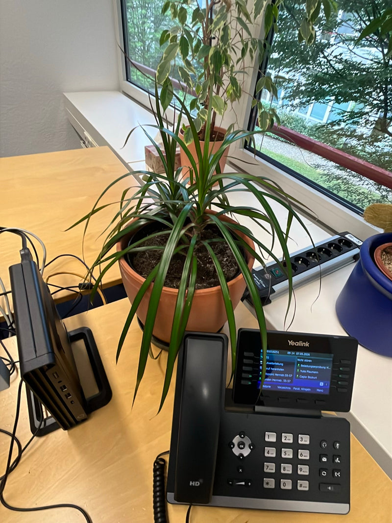 On voit un dragonnier de Madagascar dans un pot de fleurs posé sur un bureau. Les feuilles étroites et longues sont bien visibles.