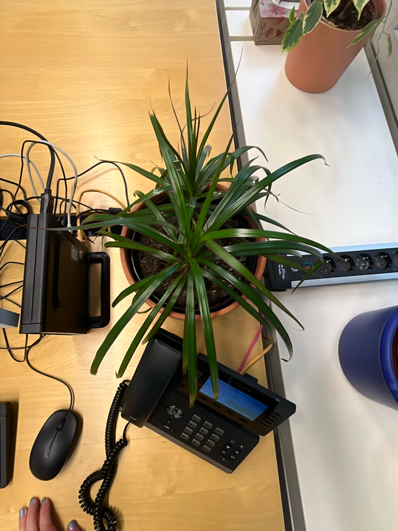 La photo montre un dragonnier de Madagascar dans un pot de fleurs posé sur un bureau. La plante présente ses feuilles étroites typiques.