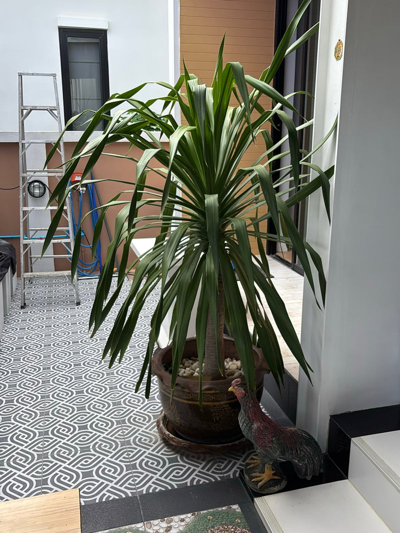 On voit un dragonnier de Madagascar dans un grand pot de fleurs. Il se trouve sur un sol carrelé à motifs devant le mur d'une maison.