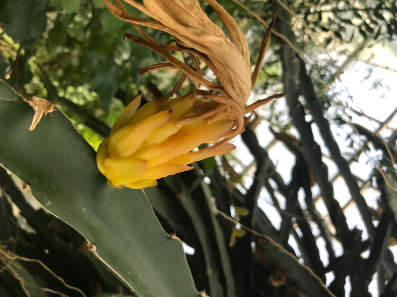 Drachenfrucht — photo 4 sur 5