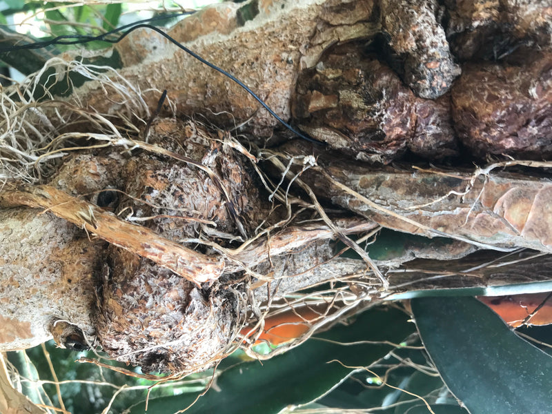 Drachenfrucht — photo 1 sur 5