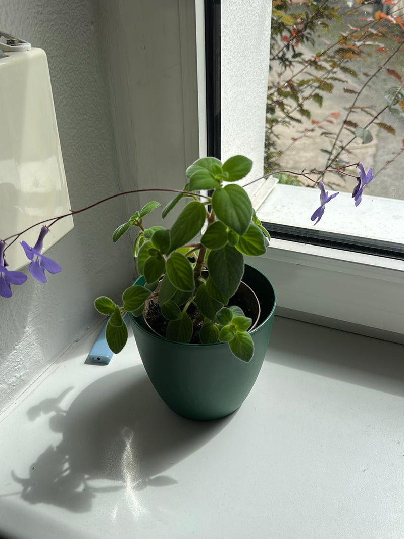 Un streptocarpus en fleurs dans un pot vert se trouve sur un rebord de fenêtre lumineux. La plante présente ses fleurs violettes caractéristiques sur de long...