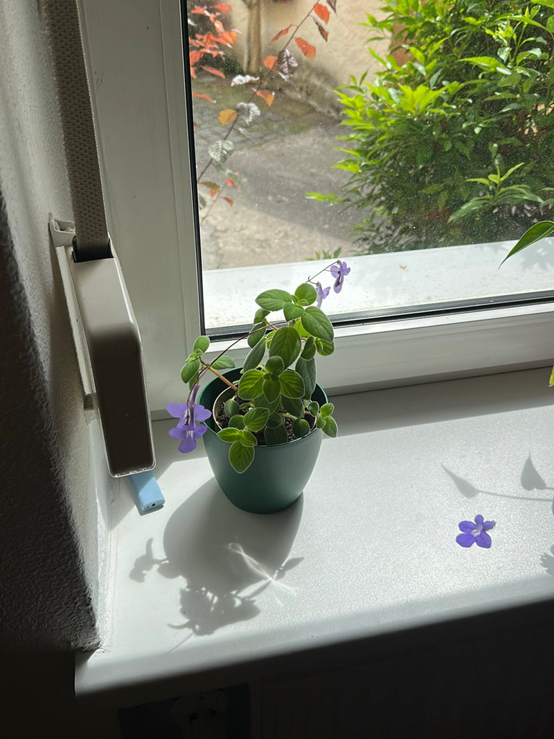 Un Streptocarpus dans un pot vert se trouve sur un rebord de fenêtre ensoleillé. Des fleurs violettes individuelles sont visibles sur la plante et à côté.
