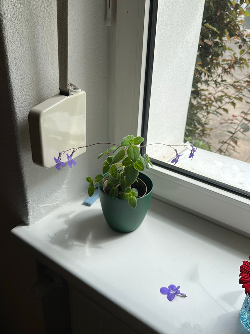 On peut voir une streptocarpus plantée dans un pot vert avec des fleurs violettes caractéristiques. La plante d'intérieur est posée sur un rebord de fenêtre ...