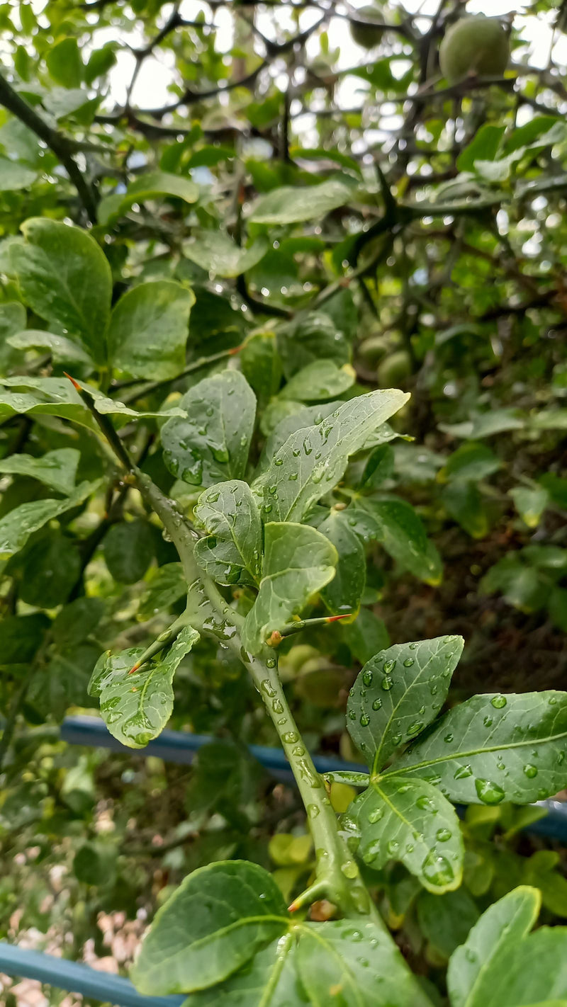 Oranger à trois feuilles — photo 3 sur 4