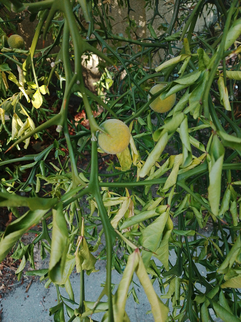Rameaux d'un oranger trifolié garnis d'épines acérées et de fruits arrondis encore immatures.