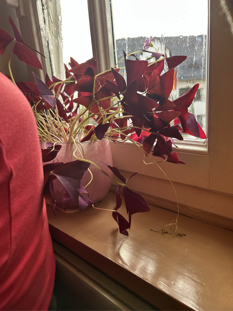 On voit un oxalis triangulaire dans un pot de fleurs rose sur un rebord de fenêtre. Les feuilles triangulaires rouge foncé caractéristiques et les tiges déli...