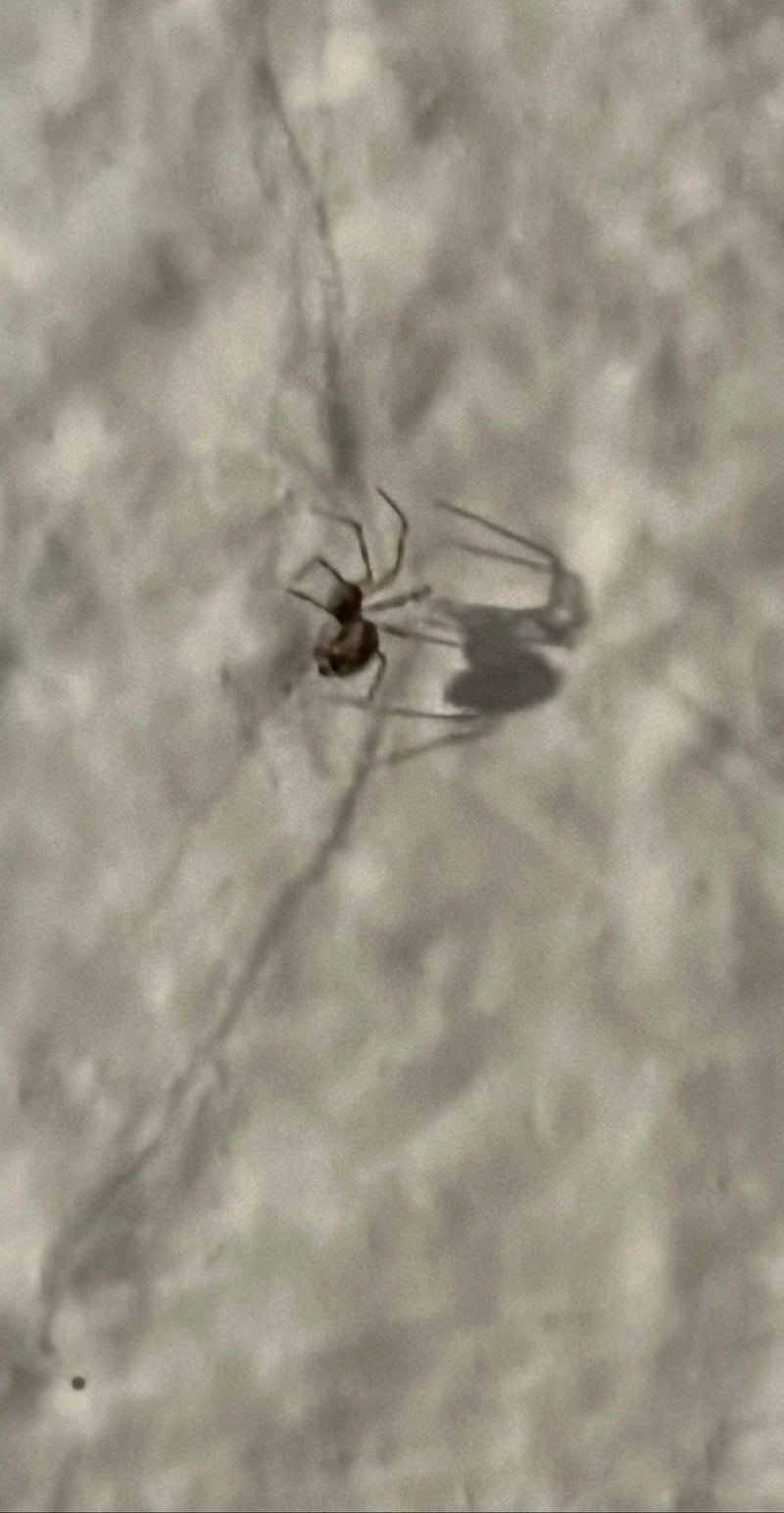 Araignées orbes — Bild 1
