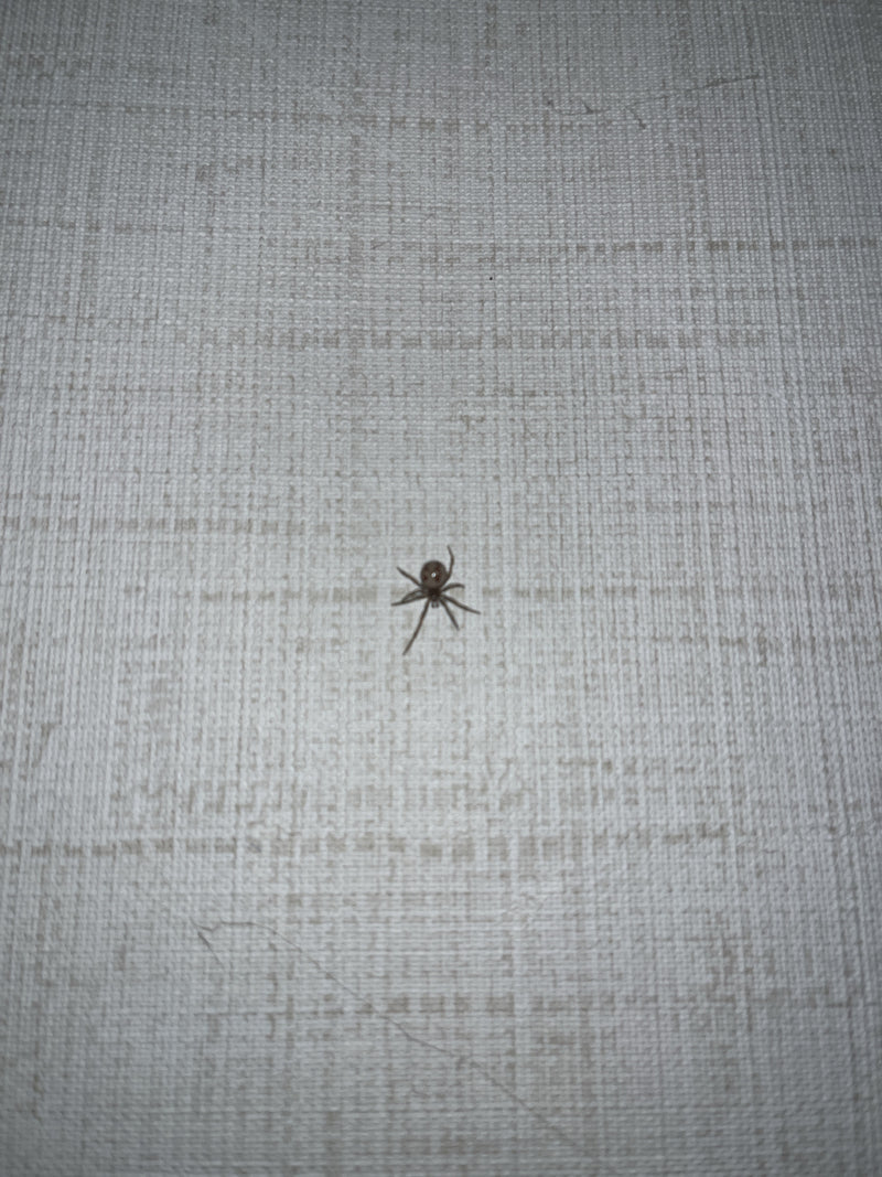 Une araignée (Steatoda triangulosa) est posée sur un mur clair et texturé. Le motif typique sur son abdomen est visible.