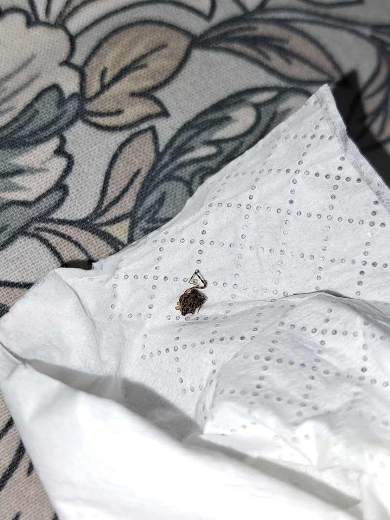 Une steatode trianguleuse est assise sur un mouchoir en papier blanc. Le motif caractéristique sur l'abdomen est bien visible.