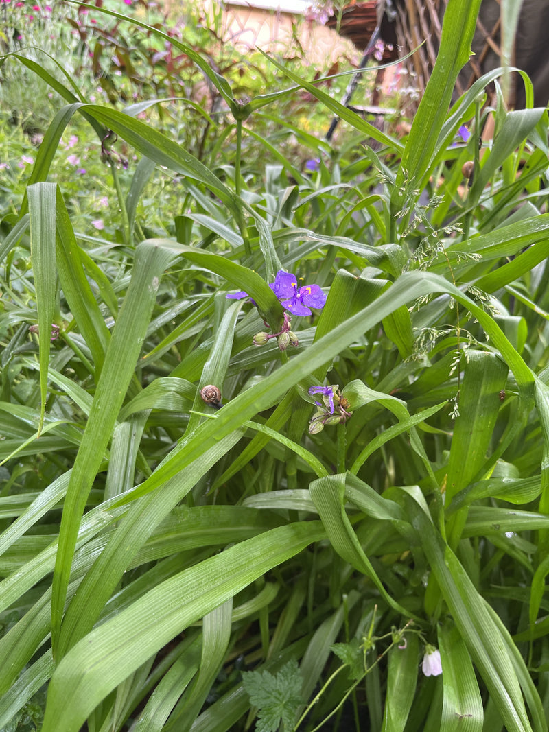 Fleur à trois maîtres — Bild 1