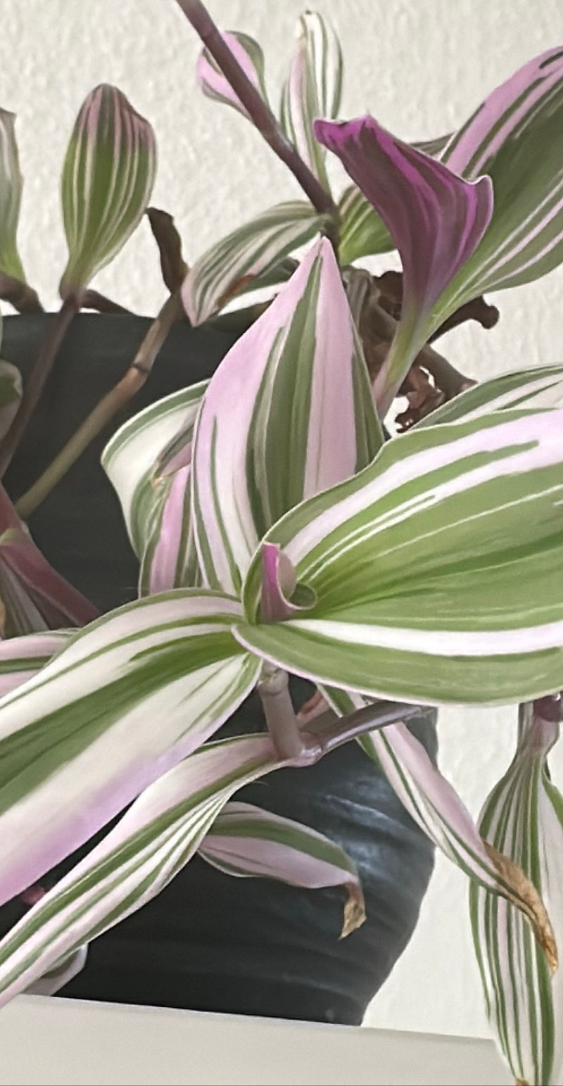 Fleur à trois maîtres — Bild 1