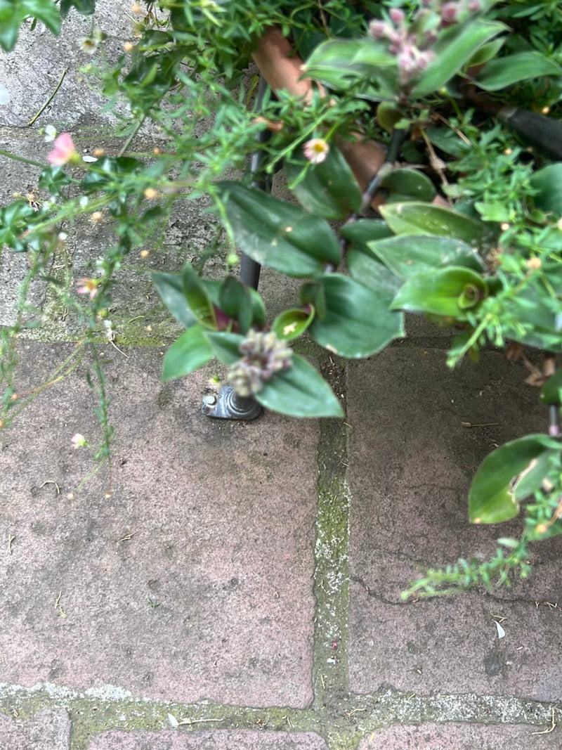 Fleur à trois maîtres — Bild 2