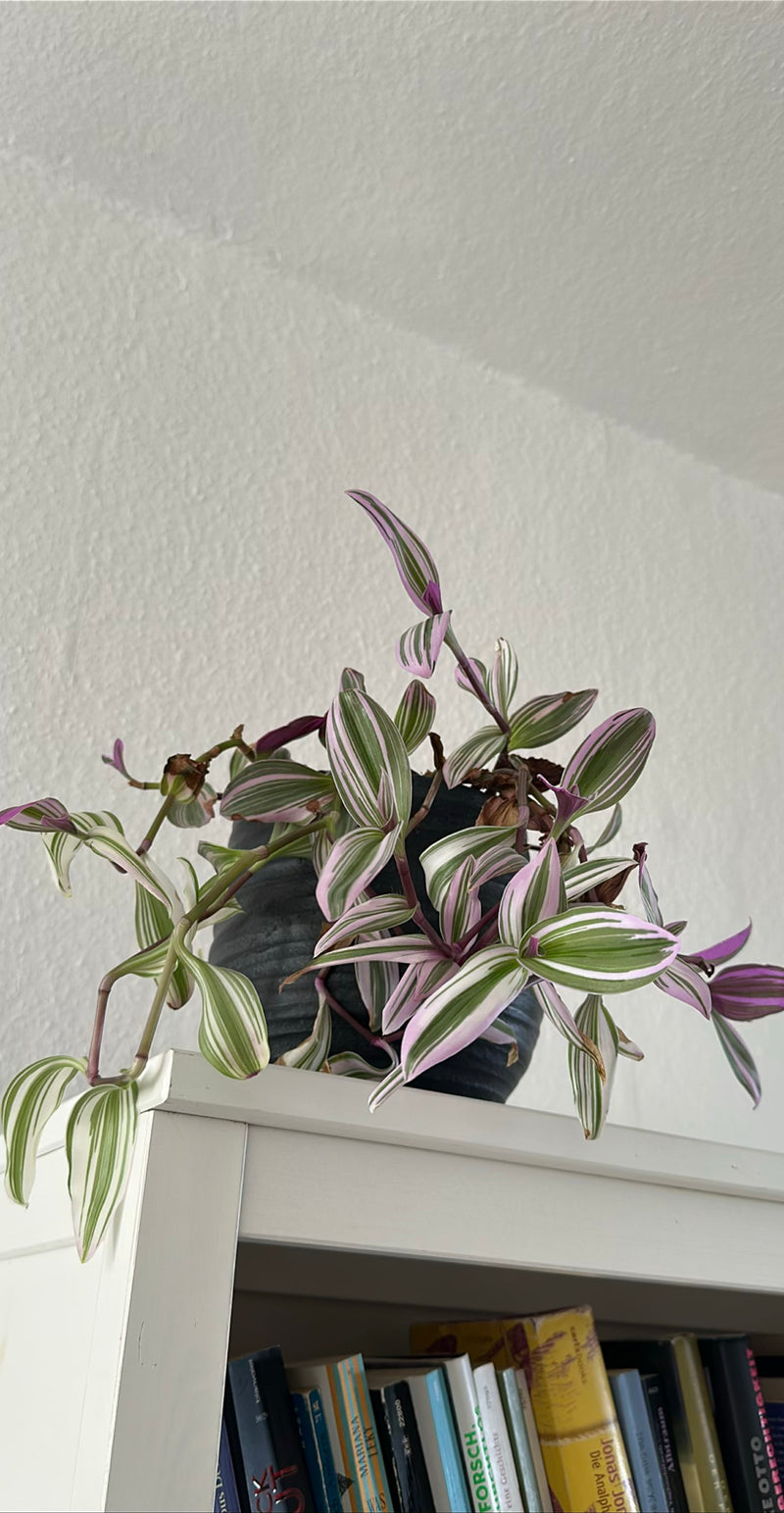 Fleur à trois maîtres — Bild 3
