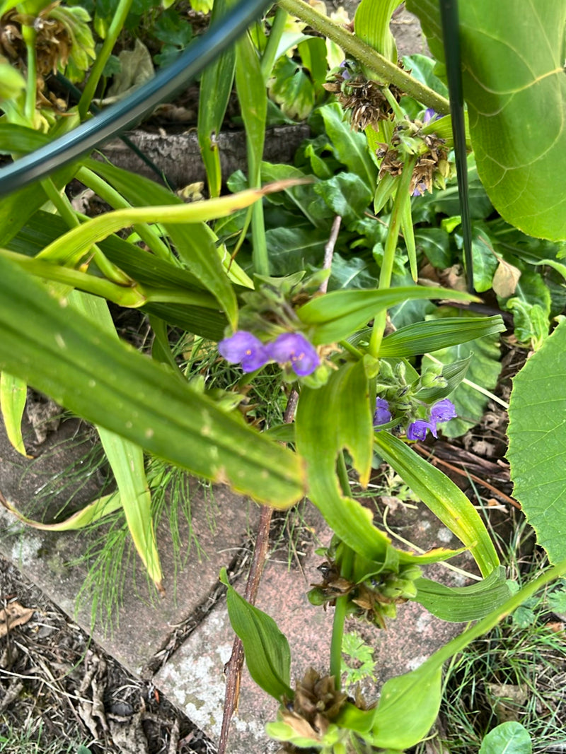 Fleur à trois maîtres — photo 2 sur 4