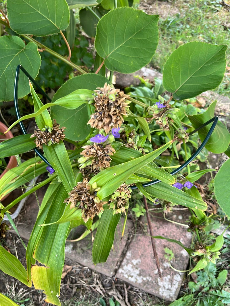 Fleur à trois maîtres — photo 3 sur 4