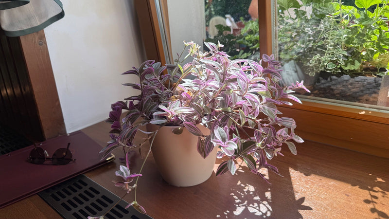 Fleur à trois maîtres — photo 4 sur 4
