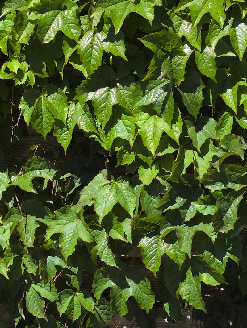 Vigne vierge à trois pointes — Bild 2