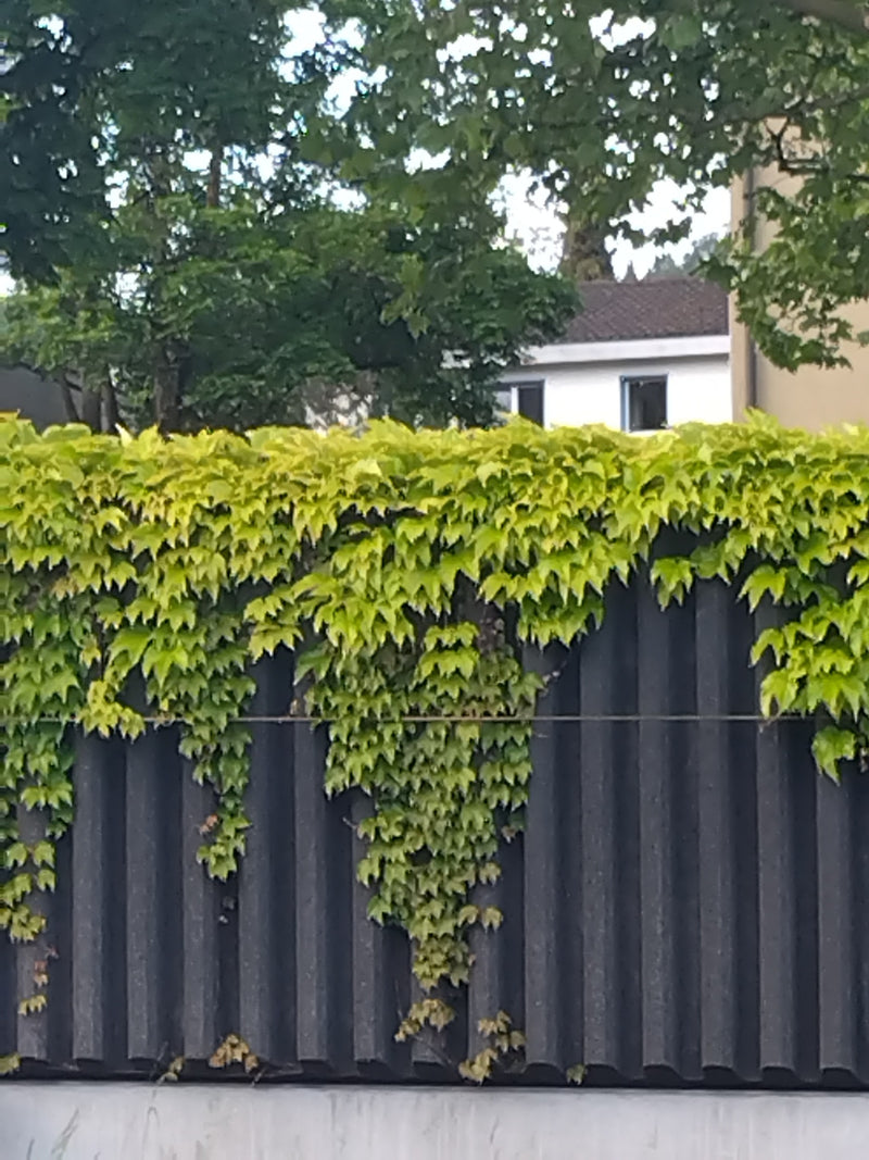 On peut voir la vigne vierge du Japon poussant sur un mur sombre. Les feuilles vertes lobées caractéristiques pendent densément.
